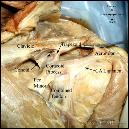 acromioclavicular joint anatomy