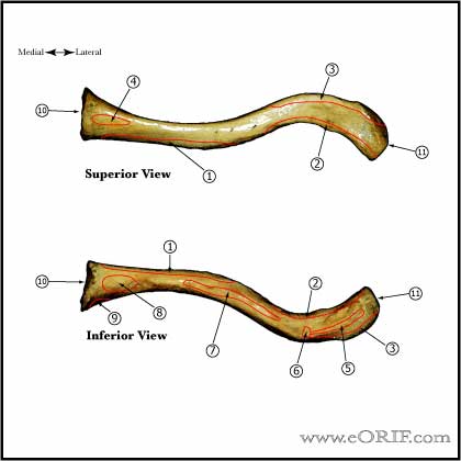Clavicle - Superior and Inferior views
