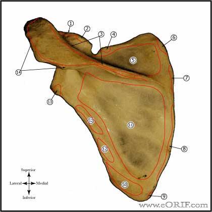 Scapula Muscular Attachments - Posterior view