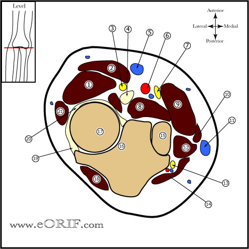 Elbow Cross Sectional Anatomy | eORIF