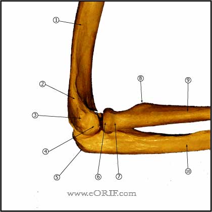 elbow osteology