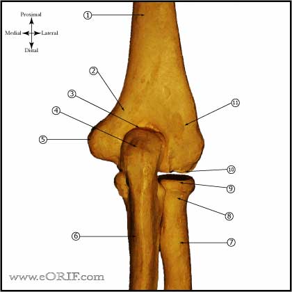 elbow bony anatomy picture