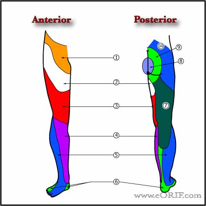 Lower Extremity nerve distributions
