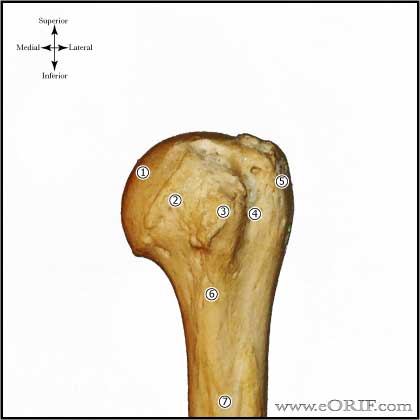 proximal humerus bone anatomy