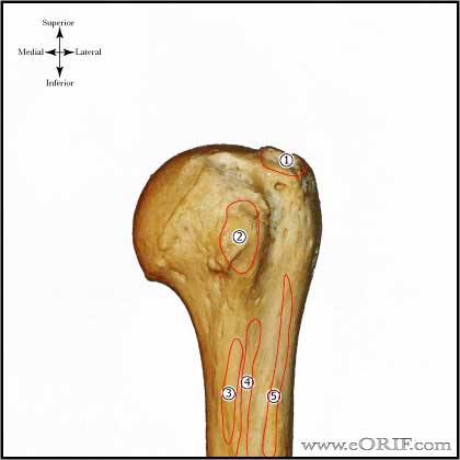 proximal humerus anterior muscle picture