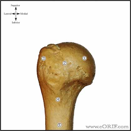 proximal humerus posterior picture