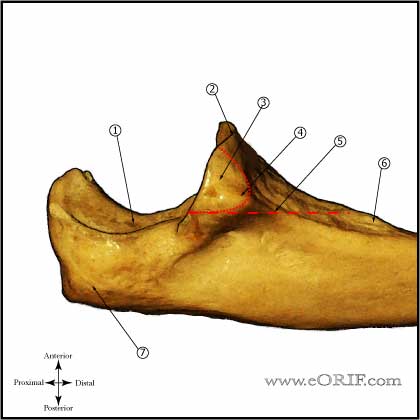 proximal ulna anatomy picture