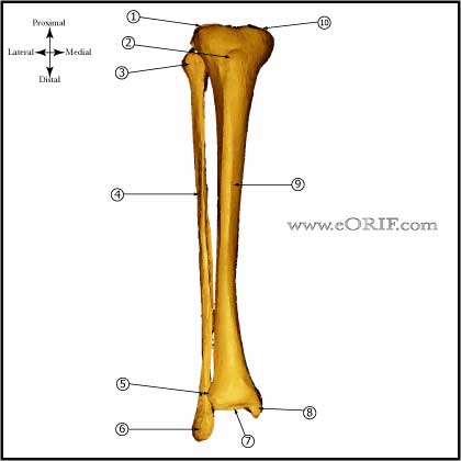tibial shaft bone anatomy