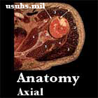 Anatomy Axial