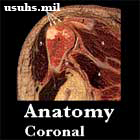 Anatomy Oblique Coronal