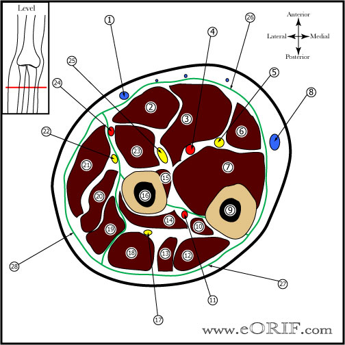 forearm cross section picture