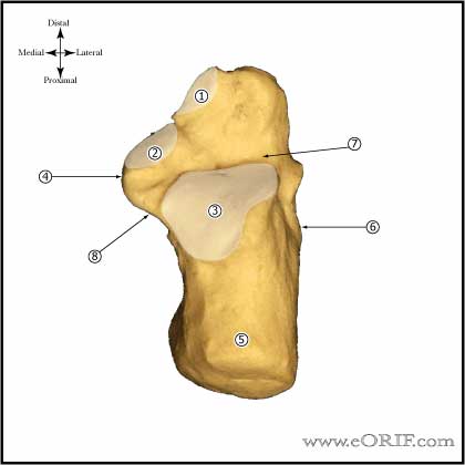 Calcaneus anatomy image