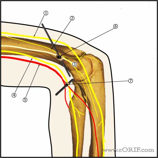 Elbow medial neuromuscular anatomy