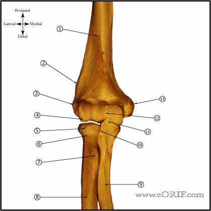 elbow bony anatomy picture