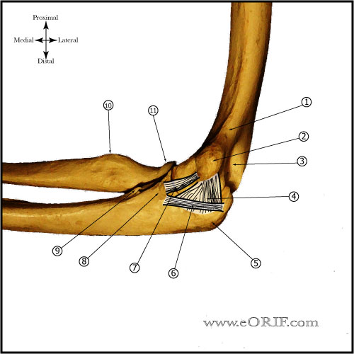 elbow medial view