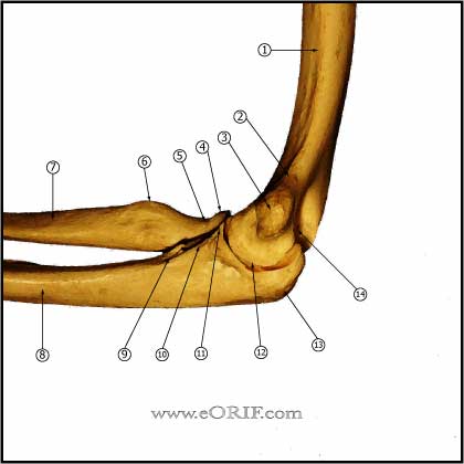 elbow bony anatomy