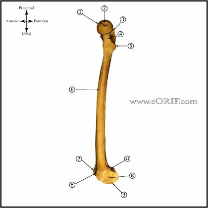 Femur bone anatomy medial