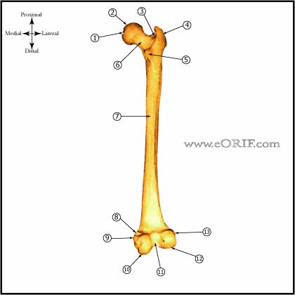 Femur bone anatomy posterior