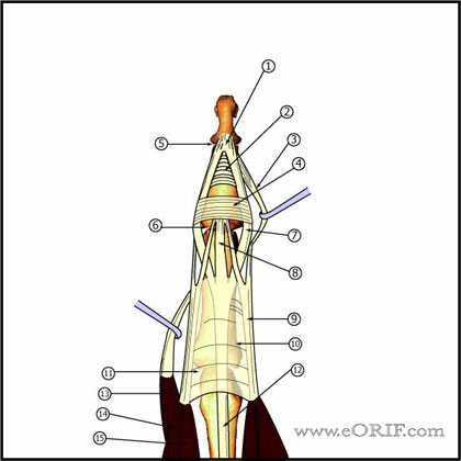 Finger extensor mechanism image
