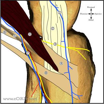 Medial knee anatomy image