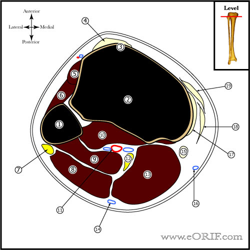 proximal tibia cross sectional anatomy