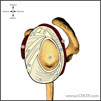 shoulder capsular anatomy