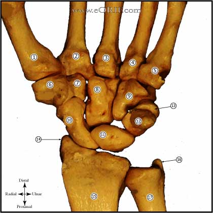 palmar wrist anatomy