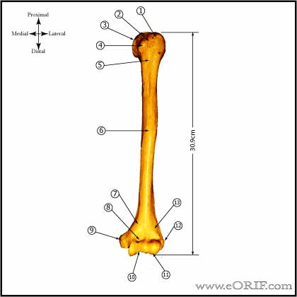 Humeral shaft bone anatomy