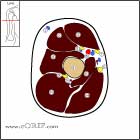 Arm cross-sectional anatomy image