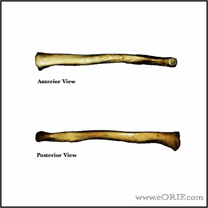 clavicle anterior image