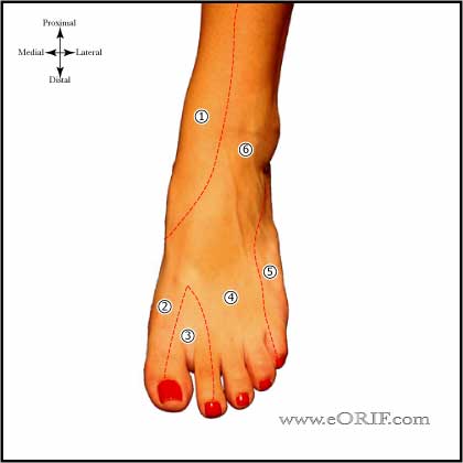 Ankle Anatomy | eORIF