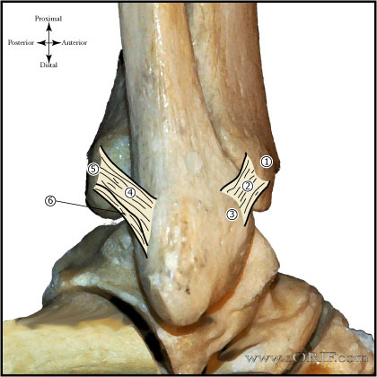 Ankle lateral ligaments image